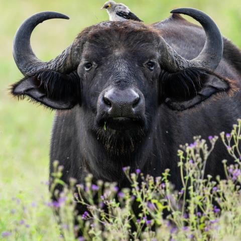 Water buffalo in a field